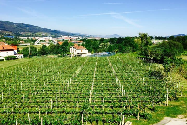 Visite Dégustation de Vin Txakoli à Bilbao — photo 4