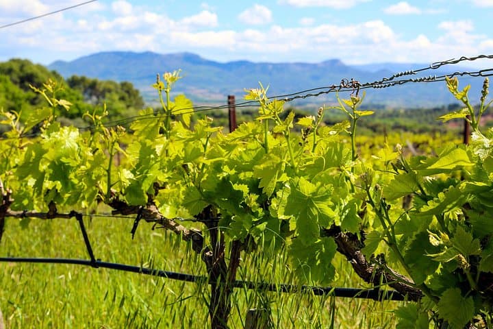 Private Cézanne Provence Wein Tour - Aix-en-Provence — Foto 3