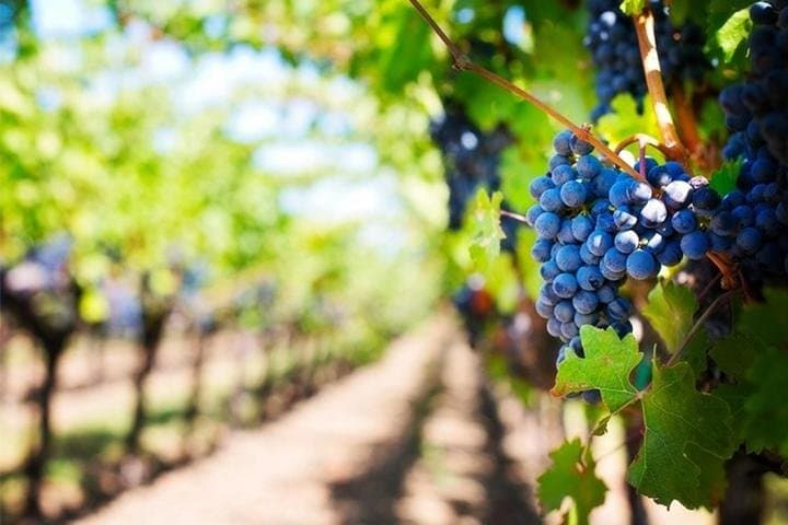 Visite de Vins avec Déjeuner à Tramonti — photo 3