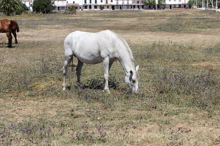 Reiterlebnis im Aljarafe, Doñana Park von Sevilla — Foto 5