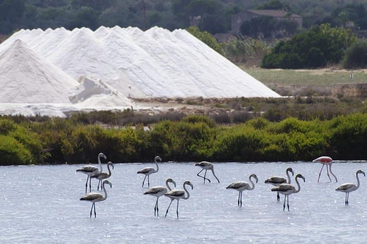 Visite de l'île d'Ibiza : Marché local de Punta Arabi — photo 2