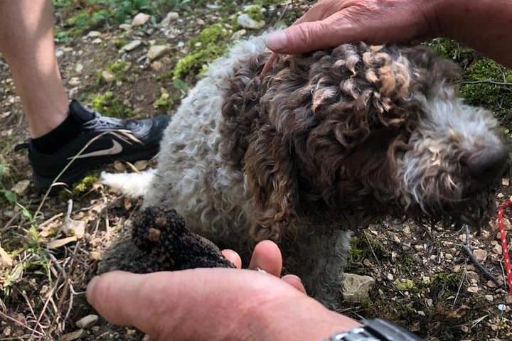 Trüffelsuche mit Weinverkostung in Valpolicella