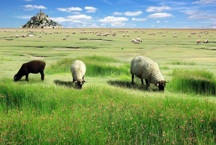 Viaggio di 3 giorni in Normandia, Valle della Loira e Mont Saint Michel da Parigi — foto 5