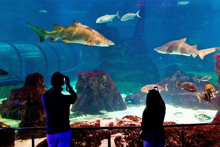 Biglietto Salta Fila per l'Acquario di Barcellona — foto 5