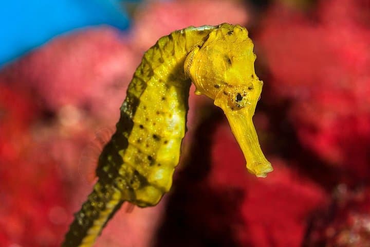 Biglietto Salta Fila per l'Acquario di Barcellona — foto 3
