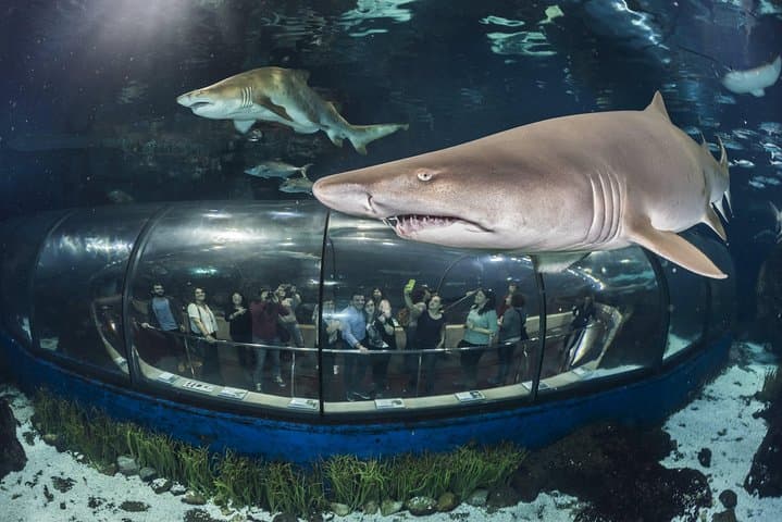 Biglietto Salta Fila per l'Acquario di Barcellona