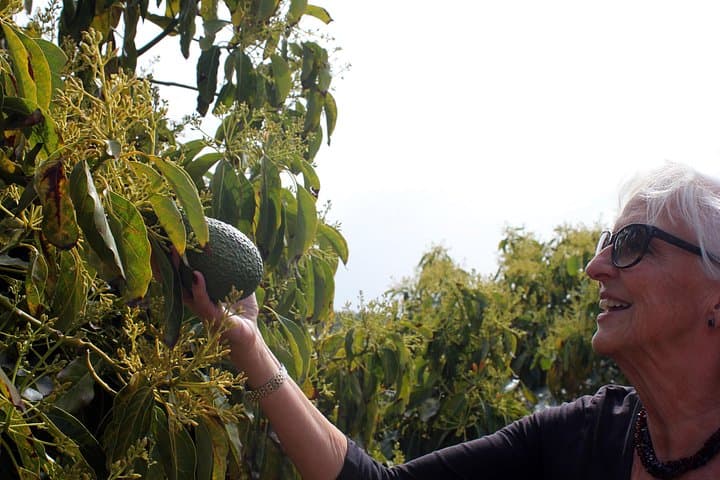 Tropentour: Avocado- und Mango-Plantage - Málaga — Foto 5