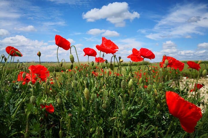 WW1 Australiani nella Somme - Villers Bretonneux, Le Hamel - Escursione da Parigi — foto 5
