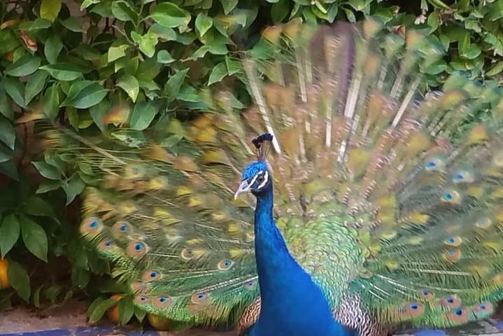 Visite Guidée de l'Alcázar de Séville — photo 4
