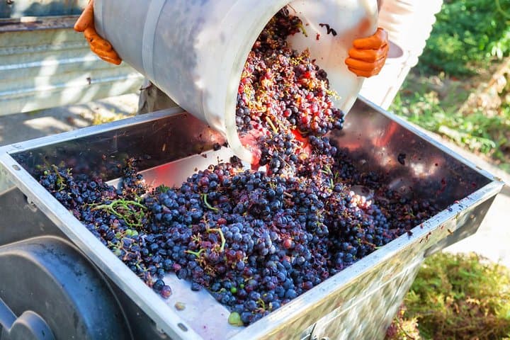 Tour de vino de medio día en las colinas de Chianti desde Pisa — foto 5