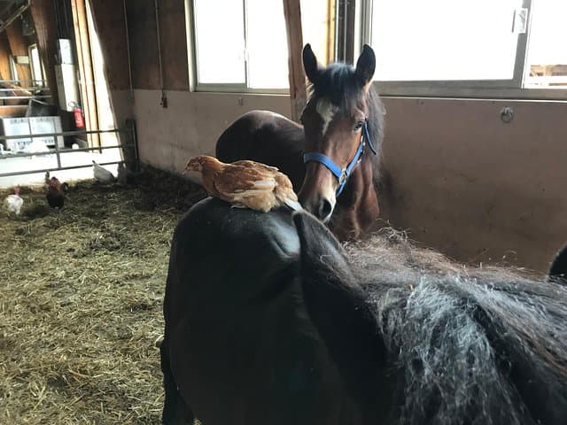 Cours d'équitation pour tous niveaux 1/2 journée (3 heures) — photo 2