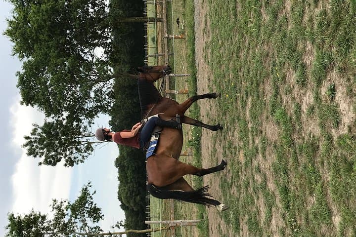 Cours d'équitation pour tous niveaux 1/2 journée (3 heures) — photo 4