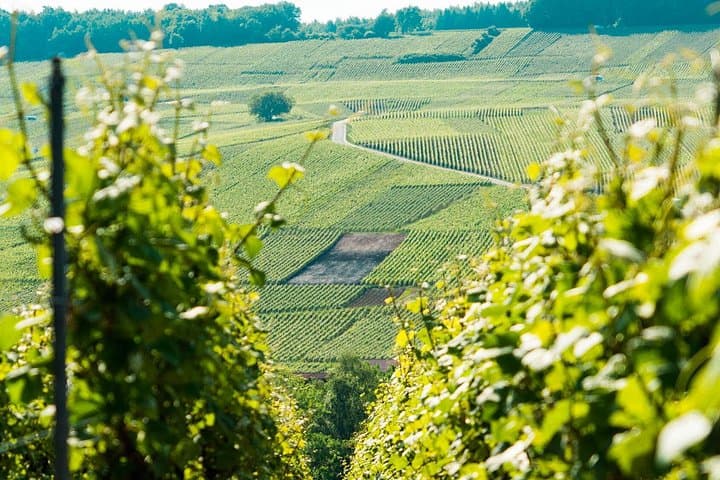 Excursión de un día a Champagne con 6 catas, Reims y bodega desde París — foto 1