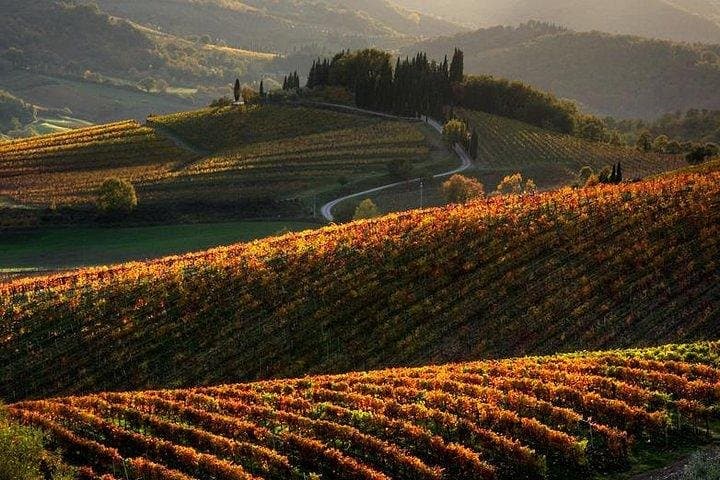 Tour de vino de medio día en las colinas de Chianti desde Pisa — foto 1