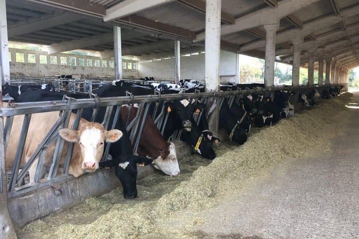 Food Valley Tour: Parmigiano, Balsamico, Wein, Mittagessen, Transport — Foto 3