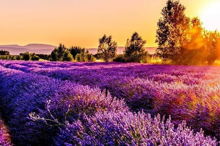 Tour delle Gole del Verdon e dei Campi di Lavanda, Nizza — foto 3