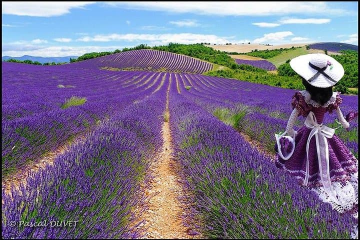 Tour delle Gole del Verdon e dei Campi di Lavanda, Nizza — foto 2