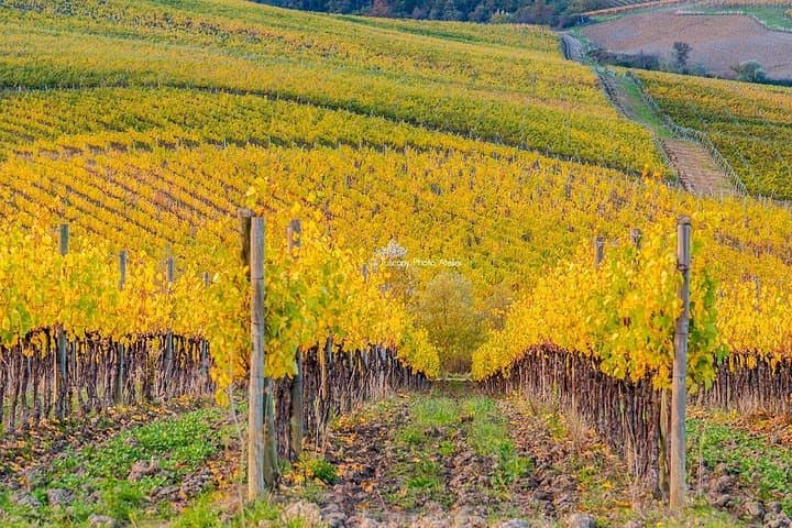 Visite guidée à San Miniato et dégustation de vin — photo 3
