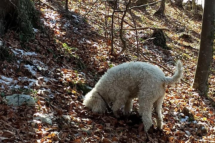 Expérience de chasse aux truffes et déjeuner au lac de Garde — photo 3