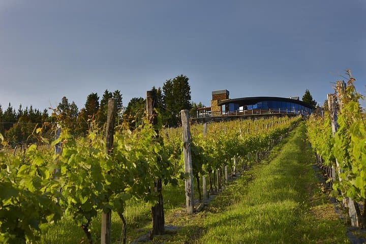 Txakoli-Weintour ab Bilbao — Foto 4