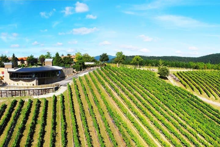 Txakoli-Weintour ab Bilbao — Foto 3