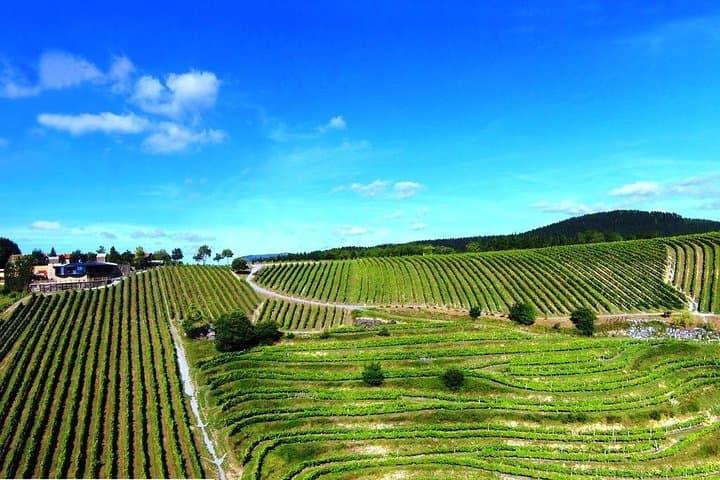 Txakoli-Weintour ab Bilbao — Foto 5