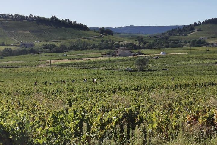 Beaujolais-Weintour von Lyon Halbtags — Foto 3