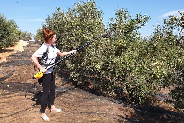 Olivenöl-Farmtour mit Verkostung in Sevilla — Foto 5