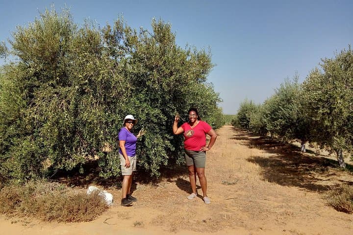 Olivenöl-Farmtour mit Verkostung in Sevilla