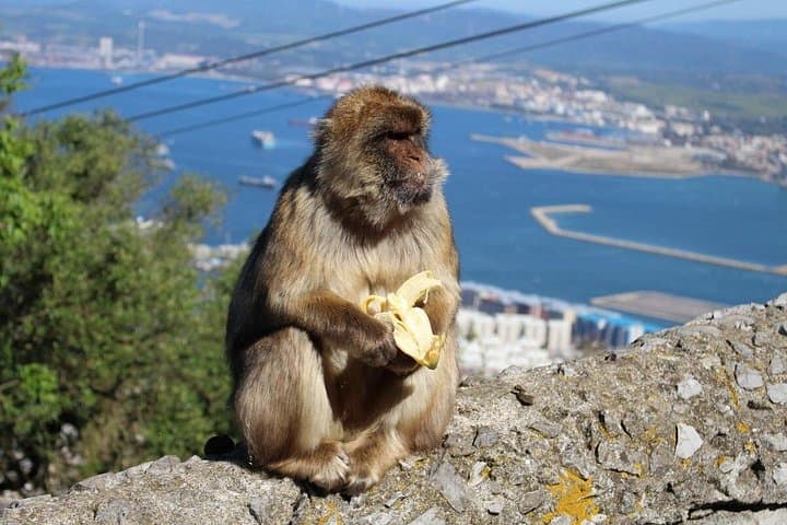 Privater Tagesausflug nach Gibraltar von Málaga oder Marbella