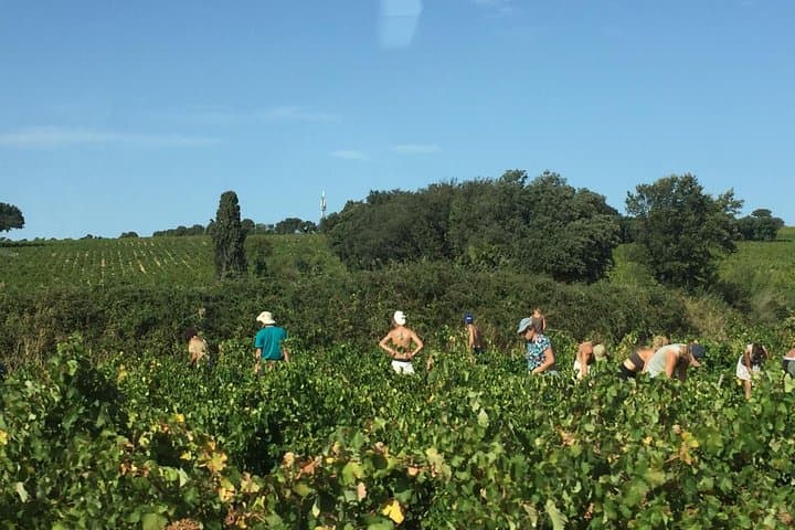 Patrimonio, vini e gastronomia - tour di 3 giorni — foto 2