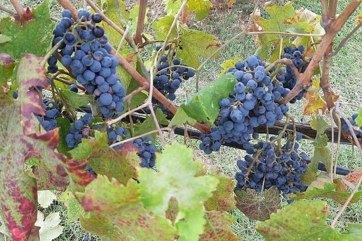 VISITE PRIVÉE : Journée complète à Volterra et San Gimignano avec expérience de dégustation de vin — photo 4