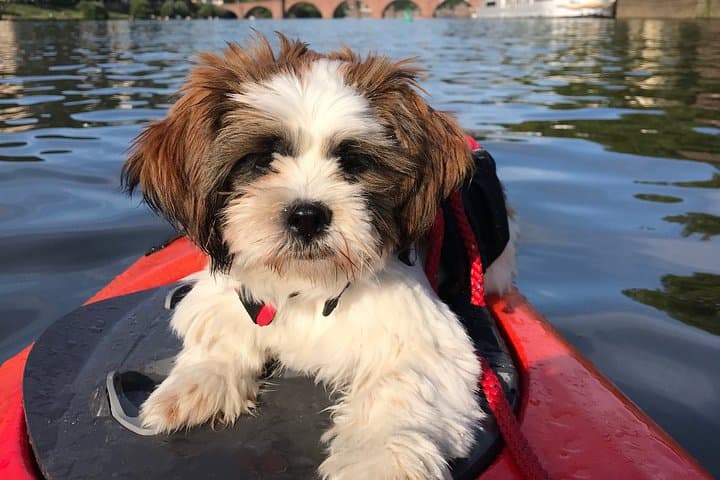 Excursion en kayak à Heidelberg sur la rivière Neckar — photo 5