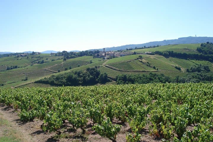 Apéritif du Vigneron avec Dégustation à Chiroubles — photo 4
