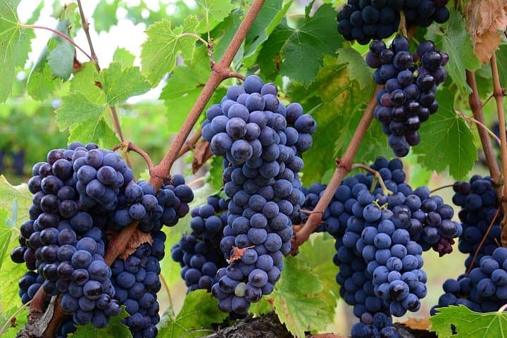 Weinverkostungserlebnis in Valpolicella — Foto 2