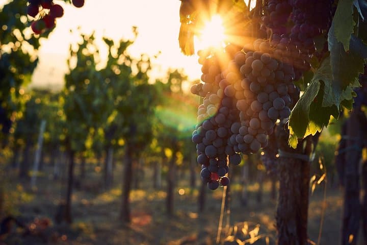 Weinverkostungserlebnis in Valpolicella — Foto 3
