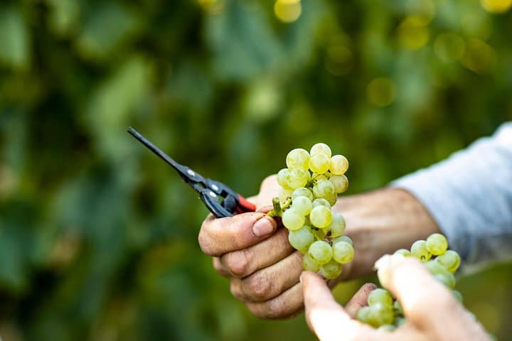 Weinprobe in der Tenuta La Cà — Foto 4