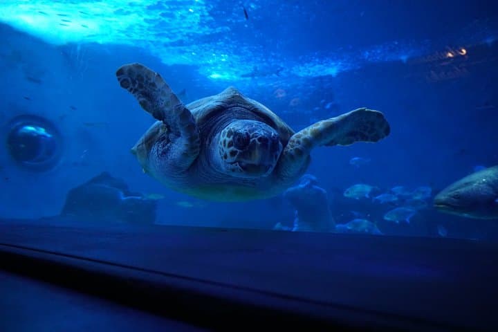 Biglietto d'ingresso per l'Acquario di Siviglia — foto 2