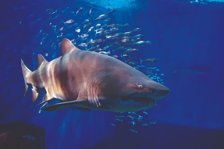 Biglietto d'ingresso per l'Acquario di Siviglia