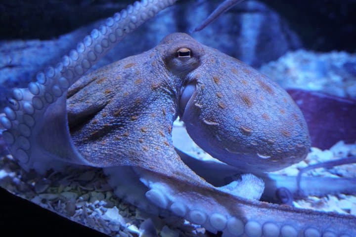 Biglietto d'ingresso per l'Acquario di Siviglia — foto 3