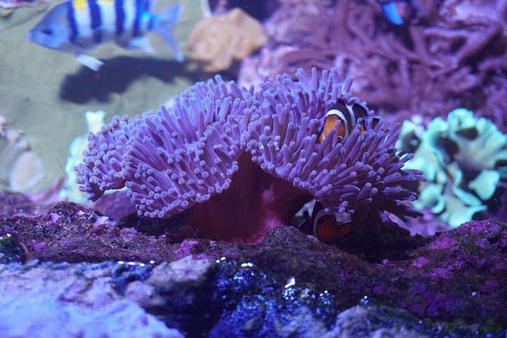 Biglietto d'ingresso per l'Acquario di Siviglia — foto 4