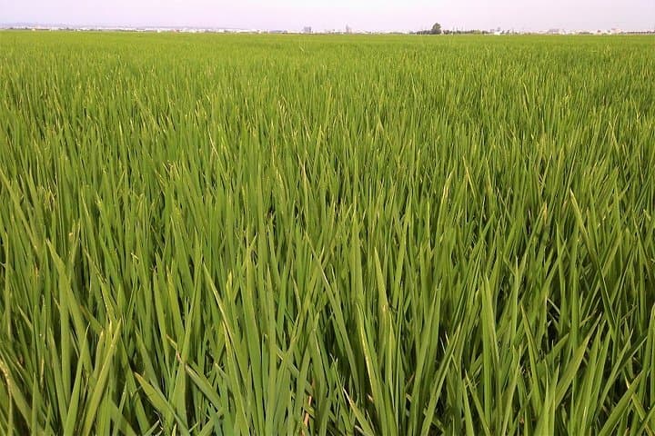Albufera Natur- & Bootstour von Valencia — Foto 5