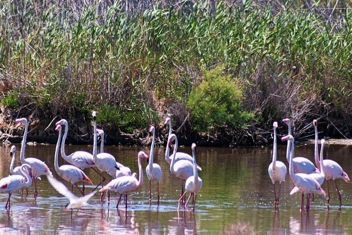 Albufera Natur- & Bootstour von Valencia — Foto 4