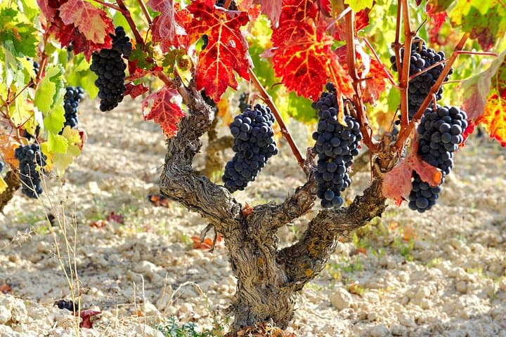 Private Rioja Wein Tour: 2 Weingüter ab San Sebastian — Foto 2
