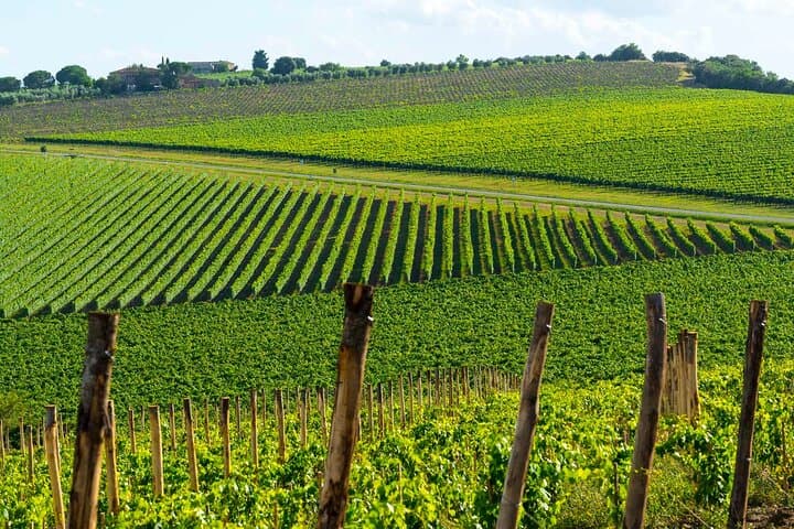 Die große Weintour – 2 Weingüter mit Chianti & SuperTuscan — Foto 5