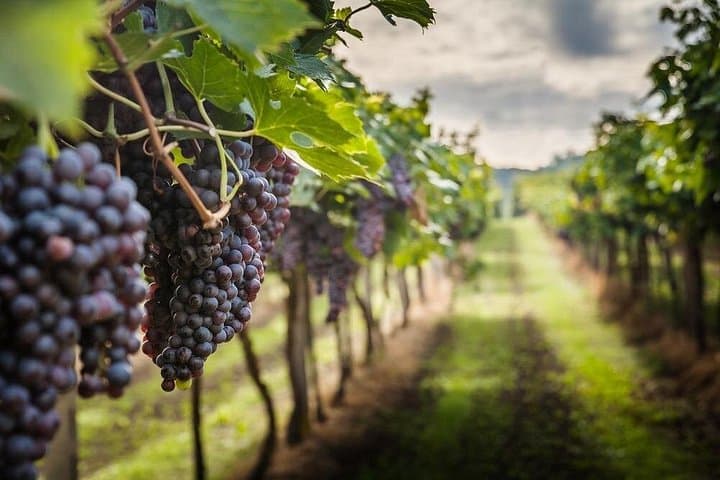 Private Chianti Weinverkostung von Florenz, Halbtägige Erfahrung