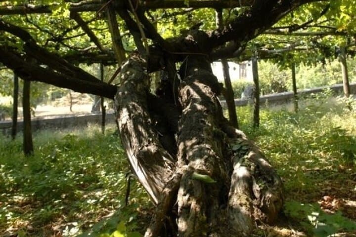 Visite de Vins avec Déjeuner à Tramonti — photo 4