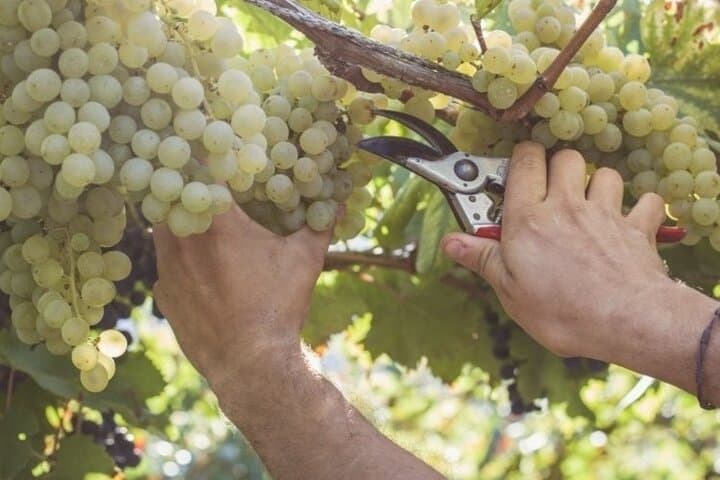 Visite de Vins avec Déjeuner à Tramonti — photo 5