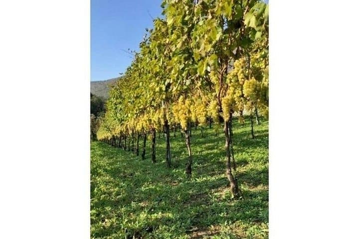 Weinverkostung Tenuta San Francesco — Foto 3