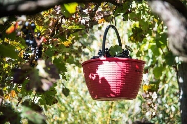 Weinverkostung in der Weinkellerei Apicella — Foto 2